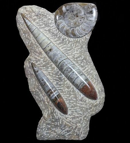 Fossil Goniatite & Orthoceras Sculpture - #71642